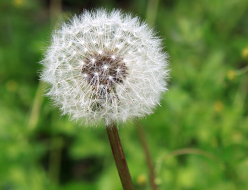 Seasonal Allergies? Take Care Of Your Smile